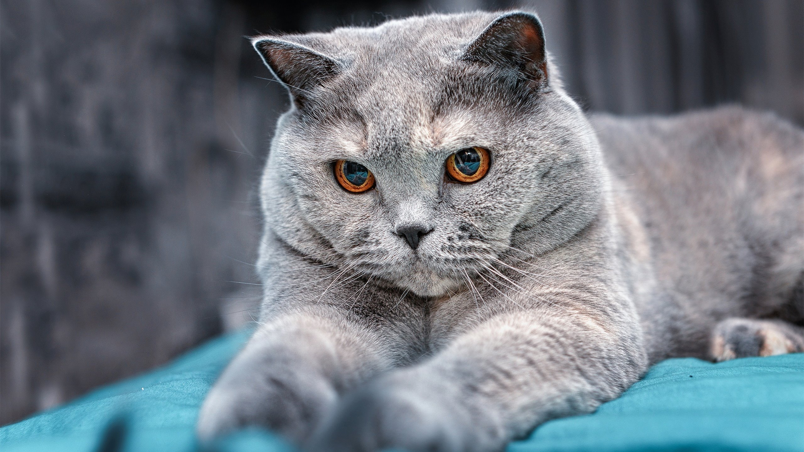 “足球场馆智能化管理系统正式投入使用”,足球场馆建设