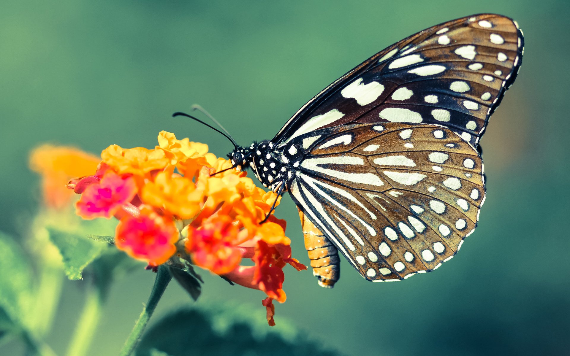 克罗地亚队在巴黎奥运会手球比赛中以27_32败给西班牙队,克罗地亚男足进奥运会了吗