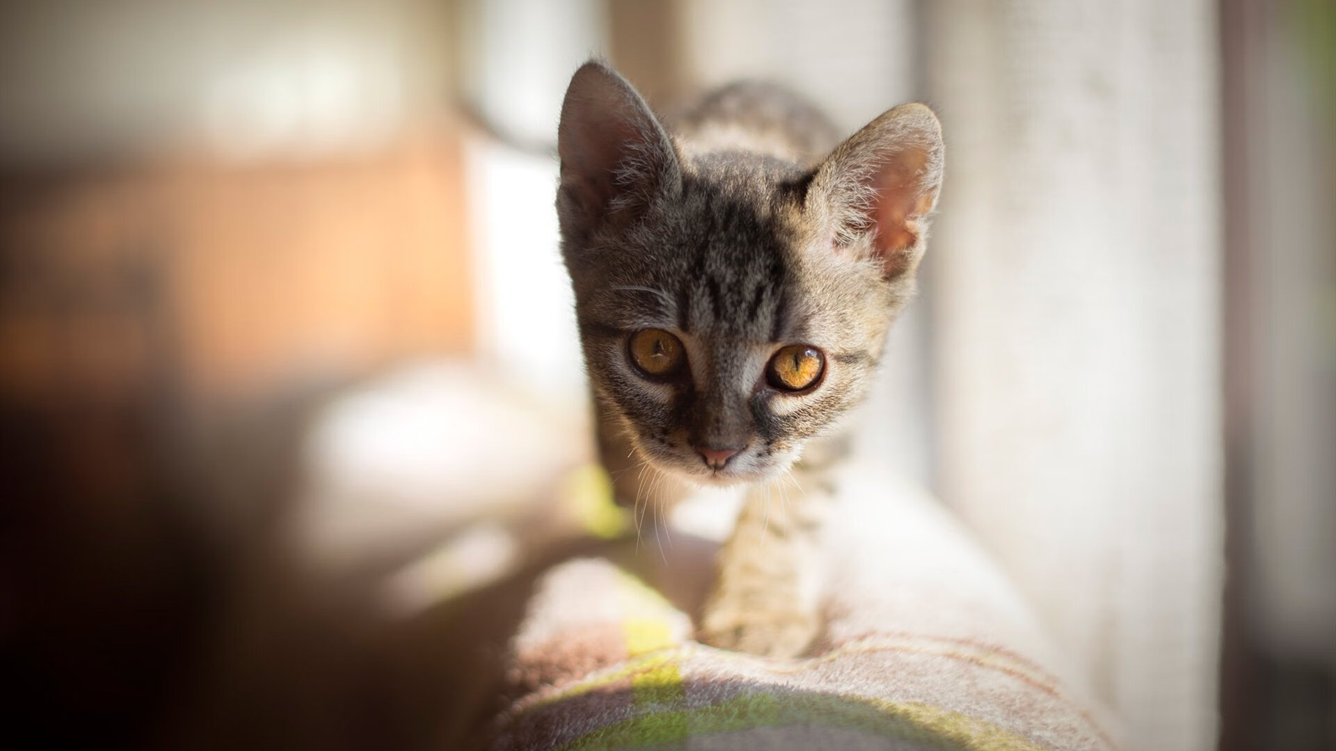 历史上的欧冠“黑马”崛起，逆袭成王者，欧冠黑马夺冠