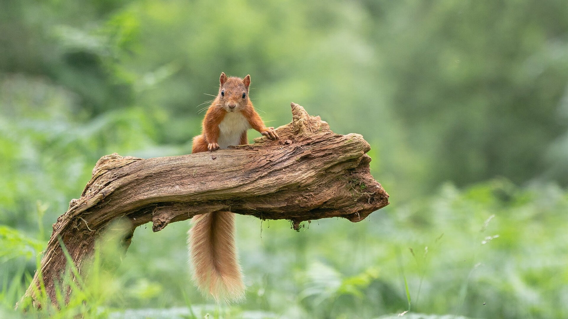 爱游戏体育平台-未来“足球偶像”在欧冠的崭露头角，未来十大足球巨星