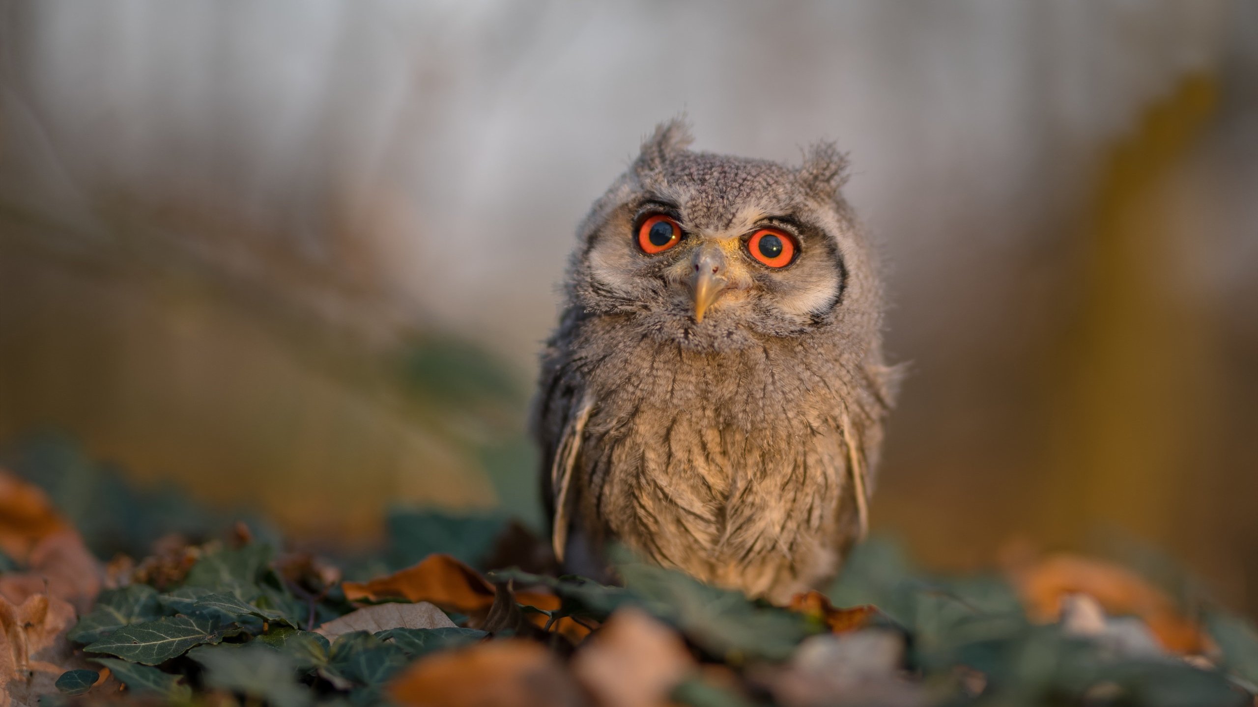 爱游戏体育app-特色沙漠骑骆驼，感受不同的荒漠激情，沙漠里骑骆驼说什么话