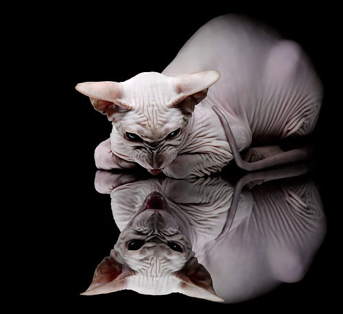 爱游戏娱乐-芈昱廷在“湾区杯”象棋大棋士赛中晋级决赛，棋手芈昱廷