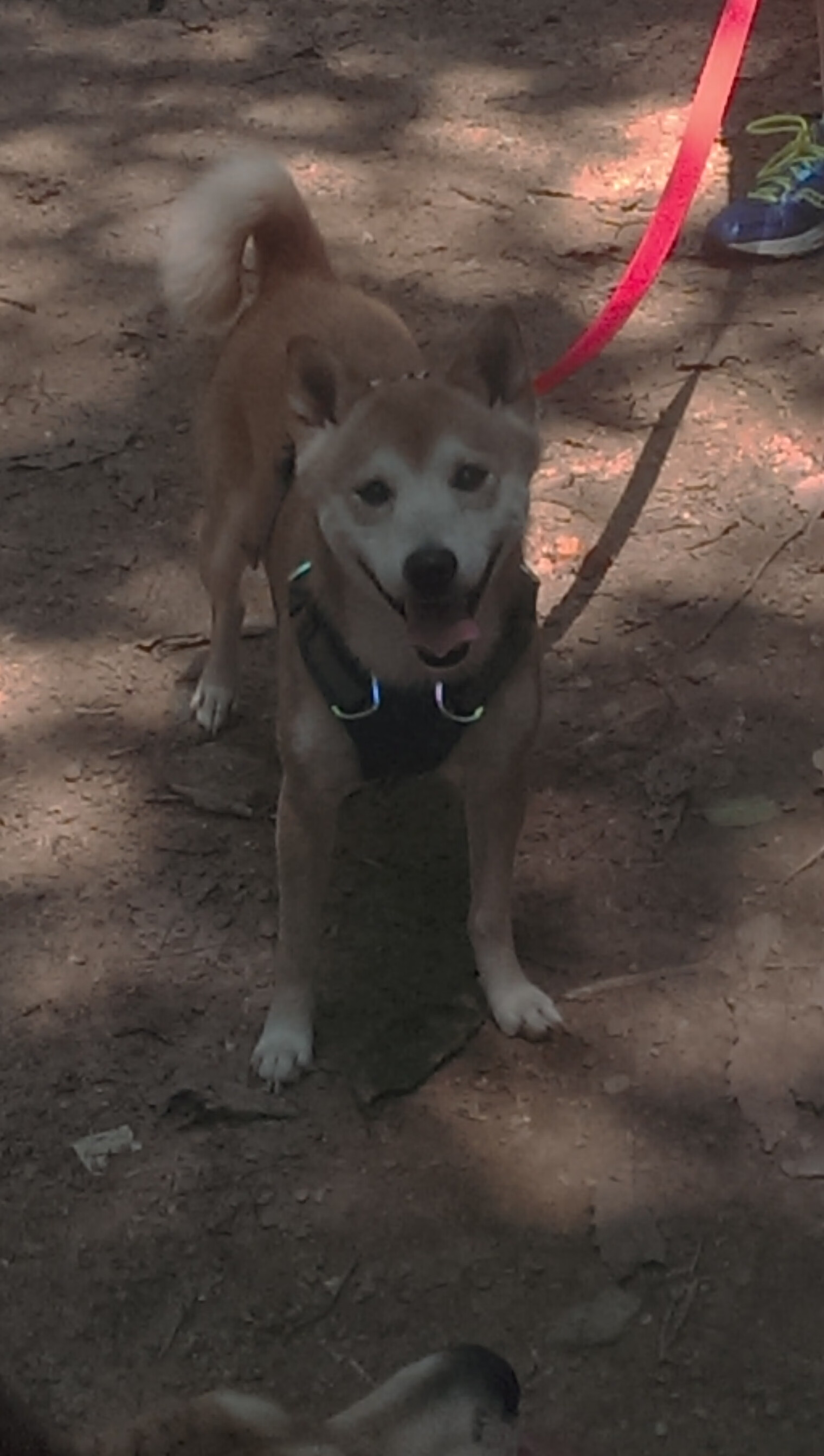 规模化青训营地建设成为行业新标杆,打造未来“国家队工厂”,青训营多长时间