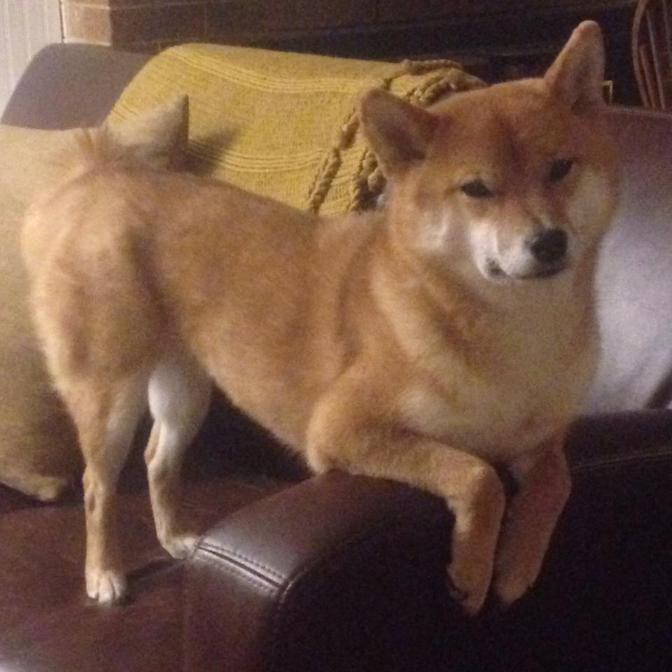 AYX SPORTS-足球裁判员选拔进入校园推广阶段，足球裁判员入场程序