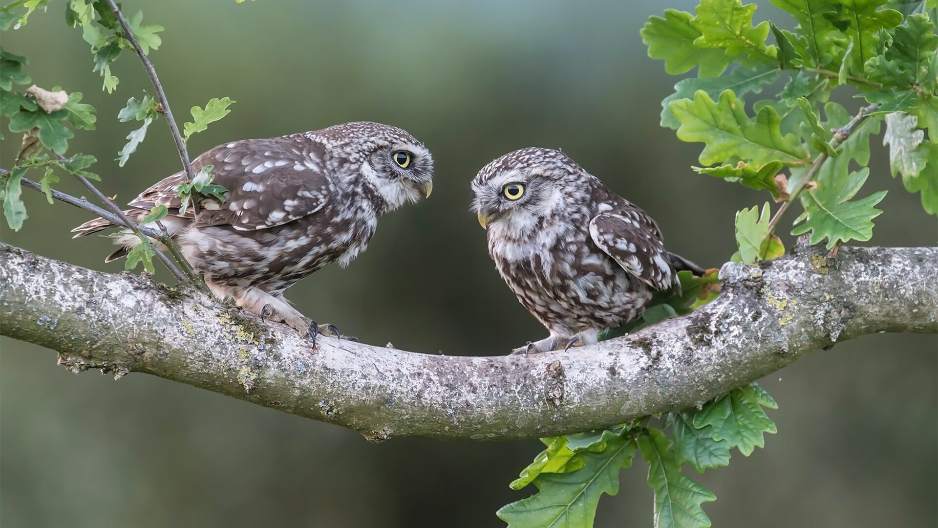 传奇球员宣布退役,结束辉煌足球生涯,传奇球员排名