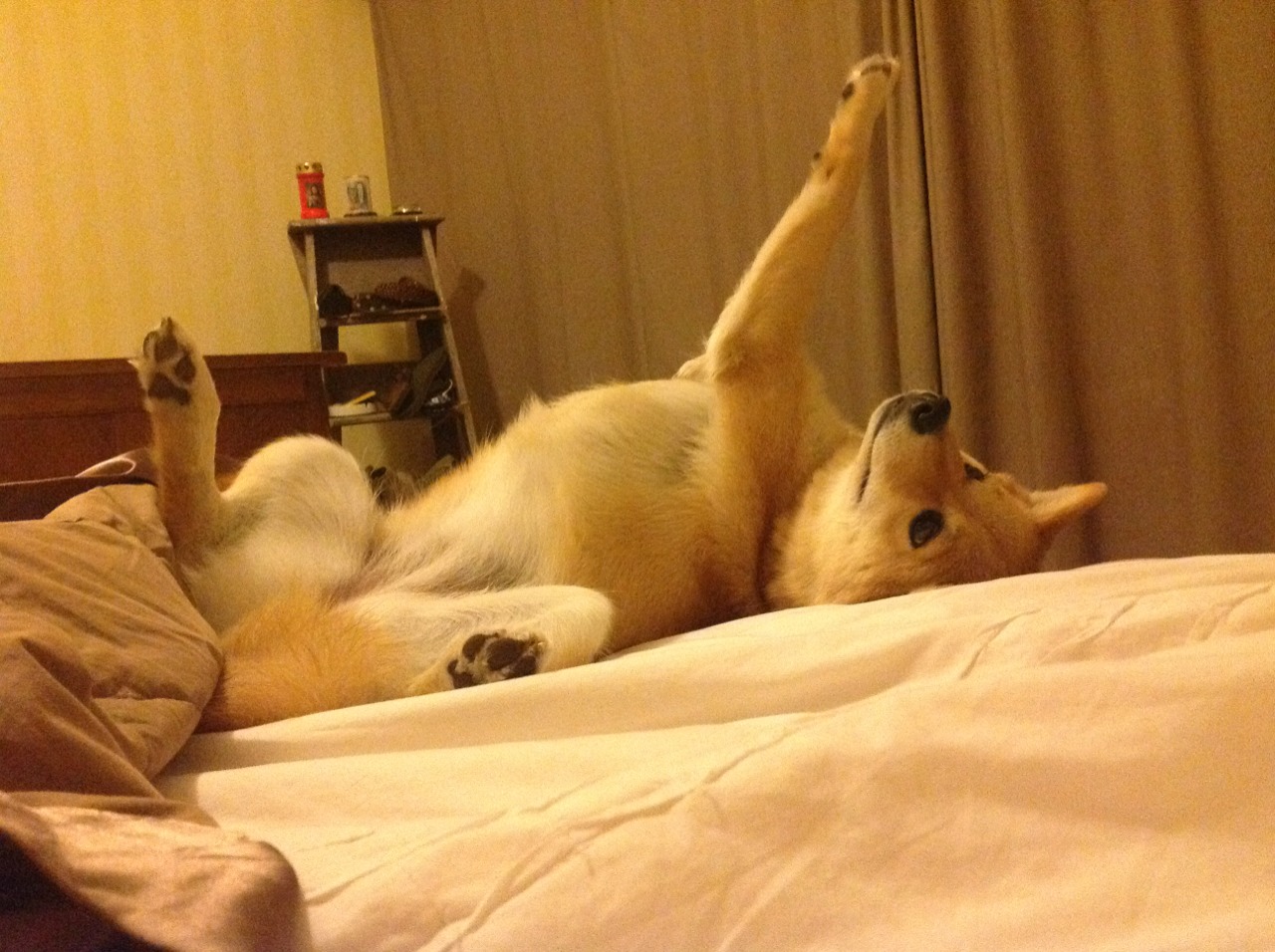 塞尔塔遭遇主场失利，积分榜位置下降，塞尔塔球队图片