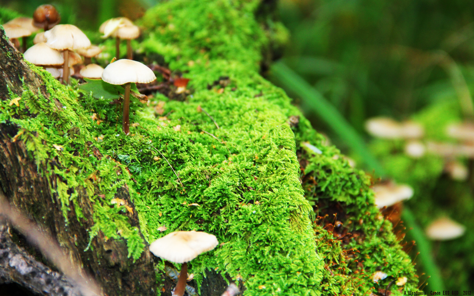 多特蒙德主场胜利尤文图斯,晋级半决赛!,多特蒙德对斯图加特直播