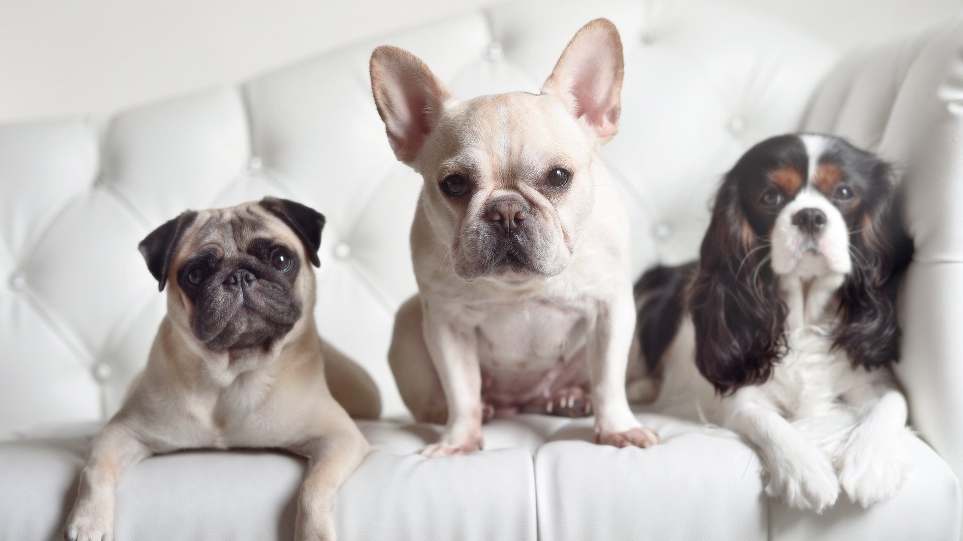 AYX SPORTS-巴西战胜法国晋级国际冠军杯四强赛，巴西输法国哪场世界杯