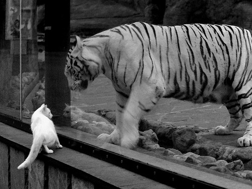 本土篮球明星成长轨迹,篮球明星历史