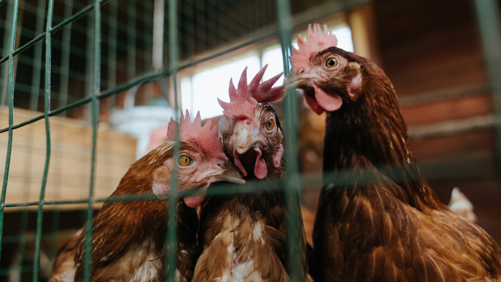 爱游戏体育APP下载-皇家马德里夺得2024年欧洲冠军联赛冠军，马德里竞技欧冠冠军2020