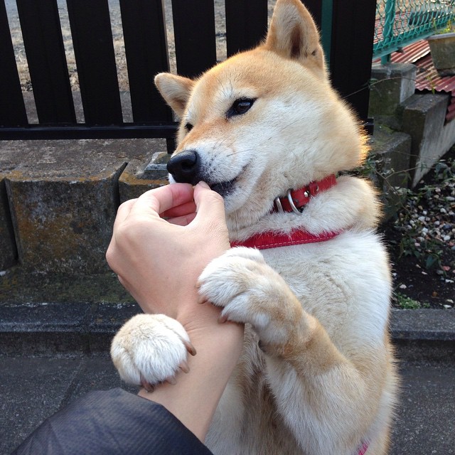 美洲队主帅谈战术调整,力求突破,美洲球队有哪些