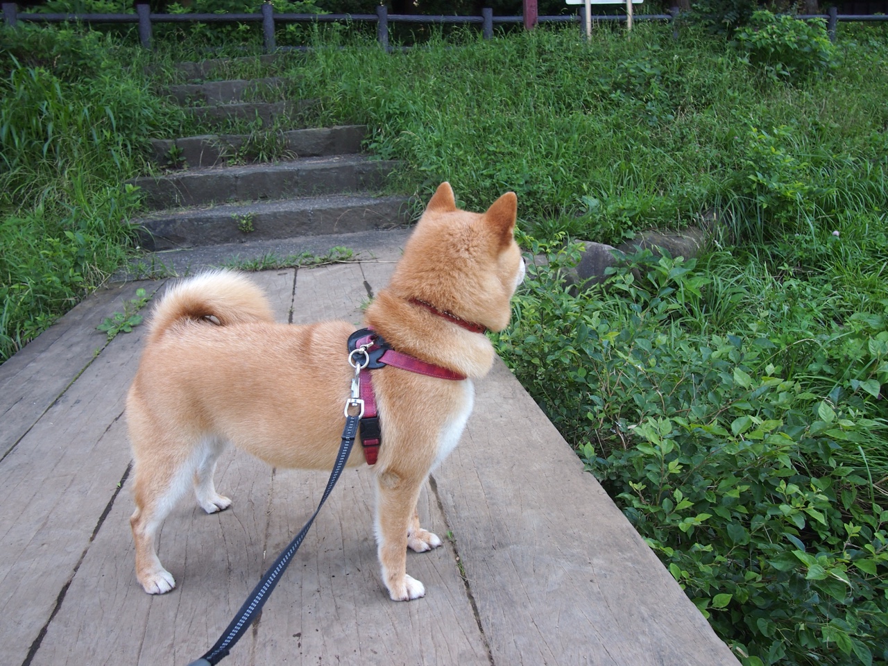 贵州富力高开低走,被江苏队反超,贵州富力集团房地产