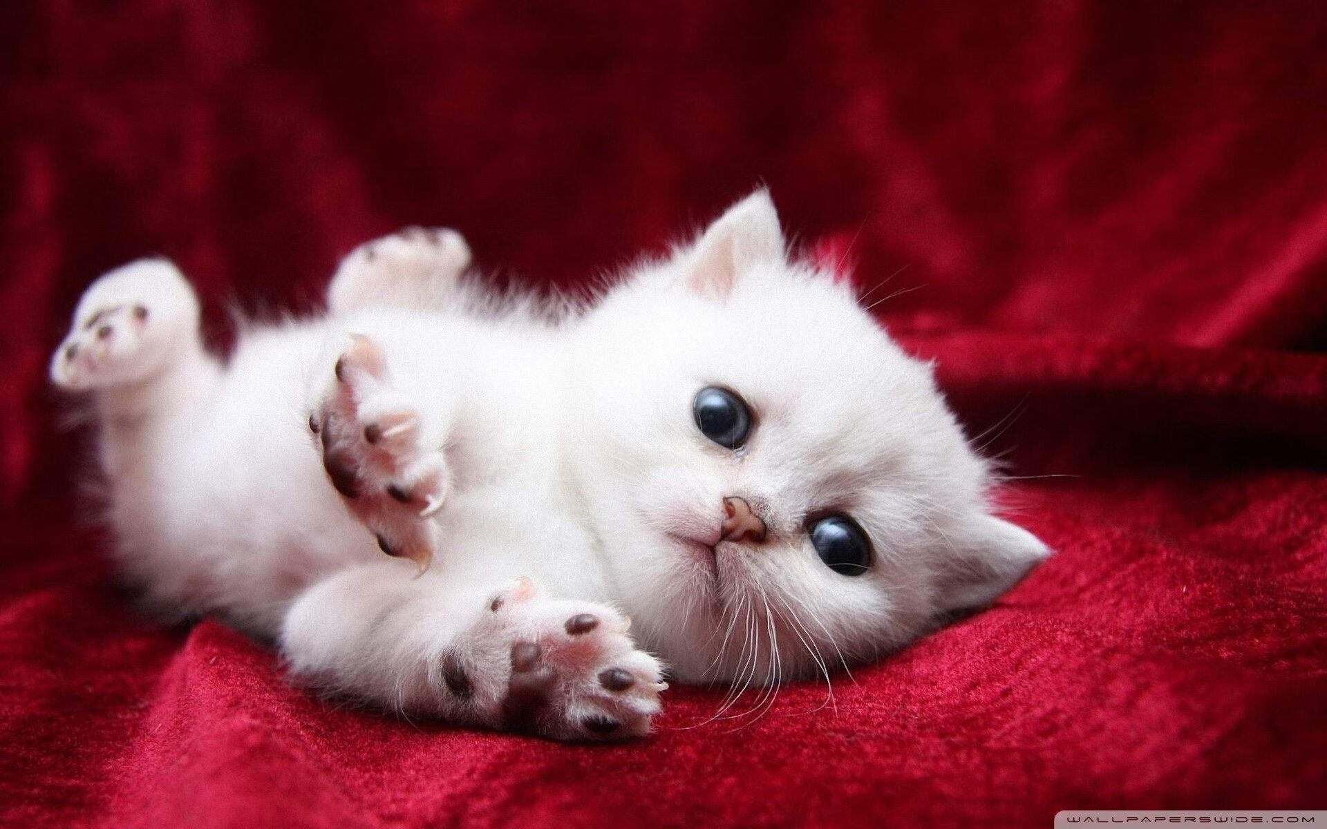 法甲球员在连续作战中的技术动作稳定性预测模型构建,法甲的水平