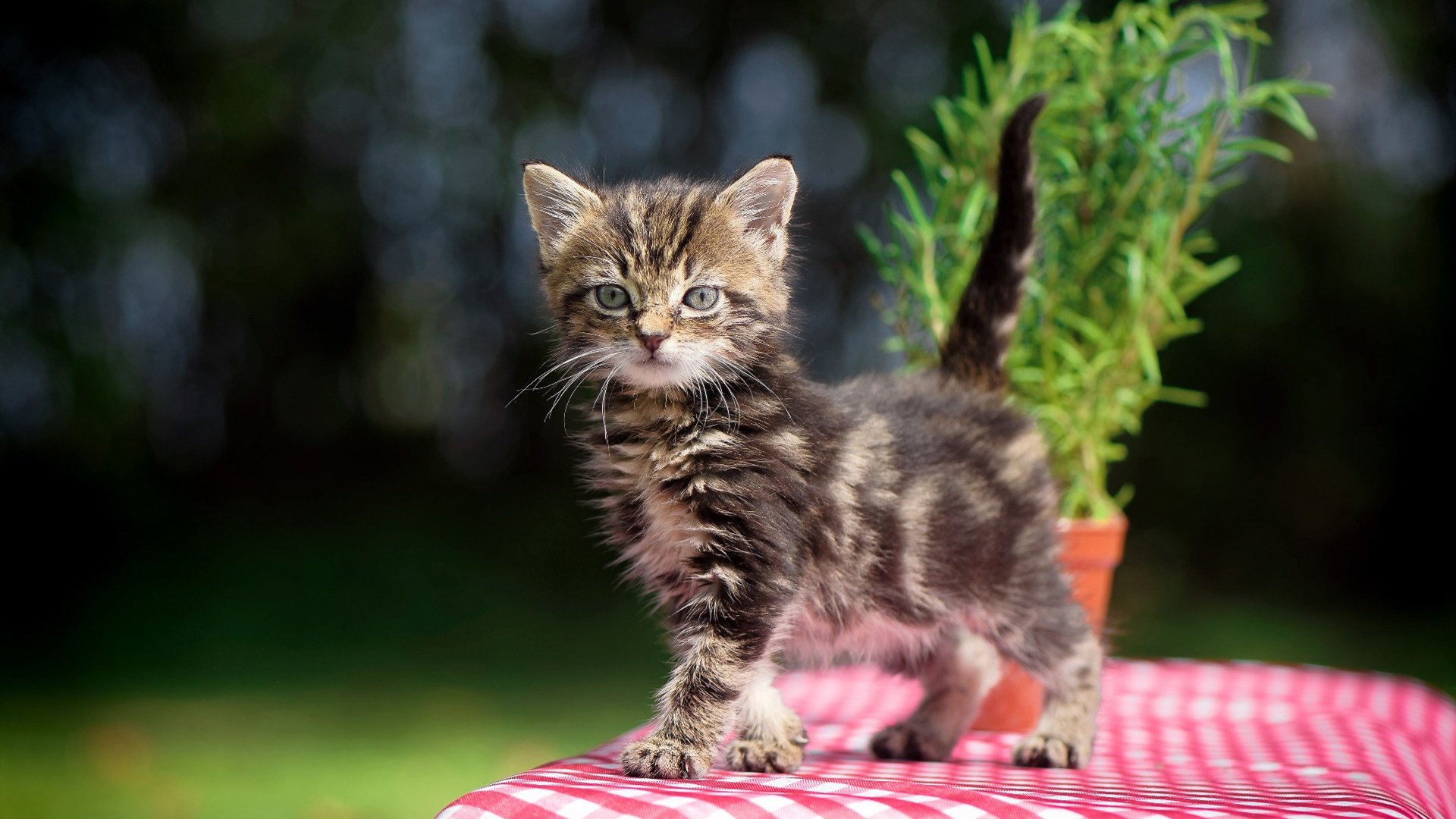 篮球运动员专项体能训练科学管理模式研究,篮球运动员最需要的专项体能