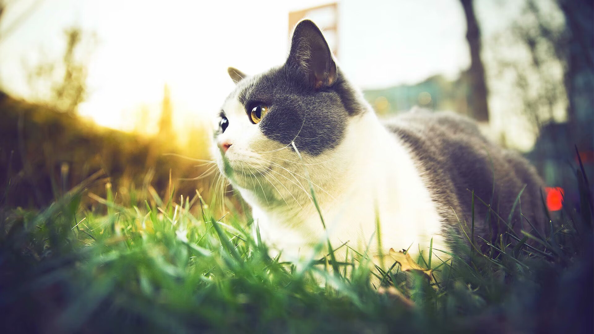 高校体育教师教学能力评价体系研究,高校体育教师基本功大赛