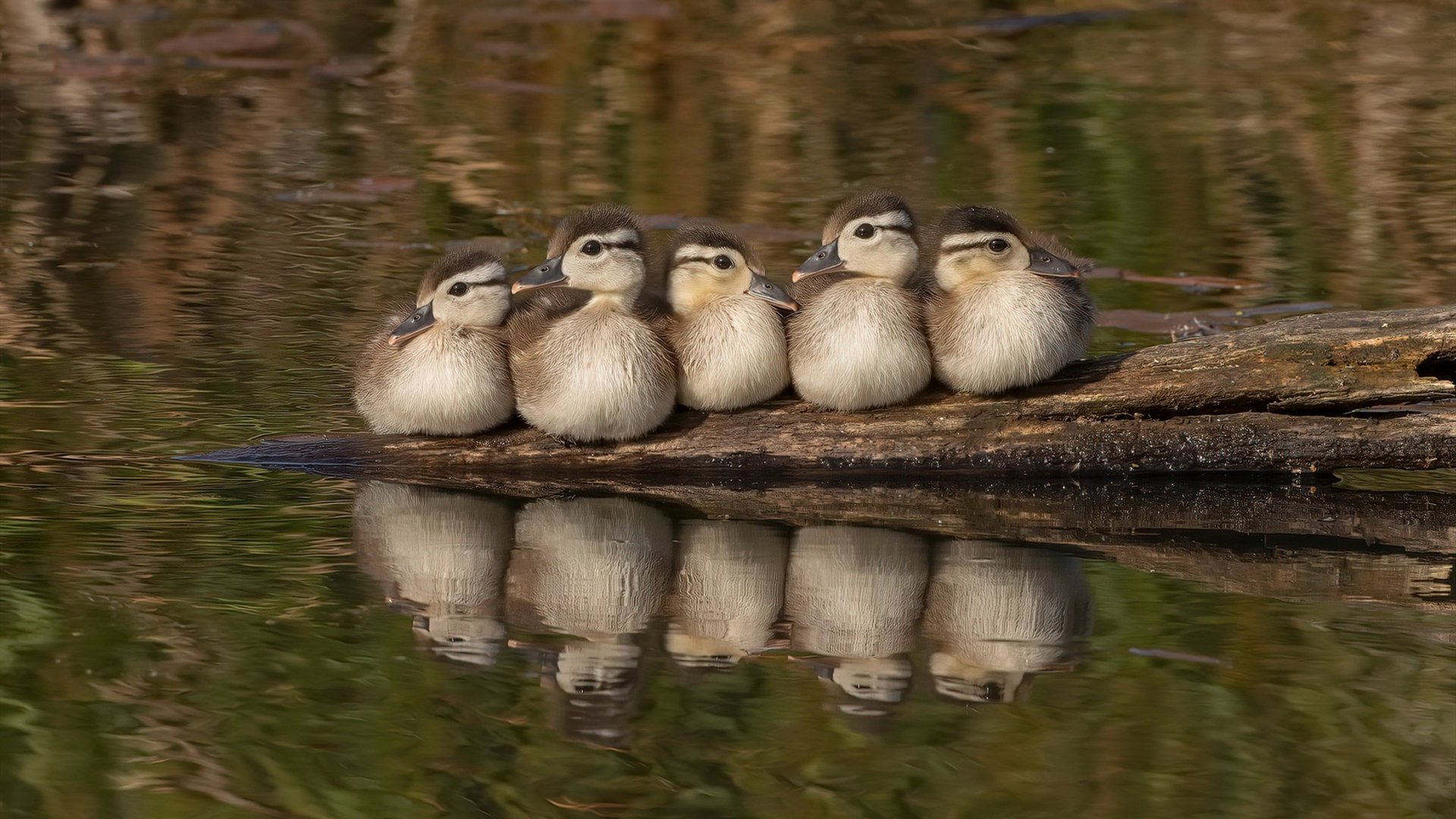 体操全能赛决出冠军中国队夺得团体第一,体操全能决赛出场顺序