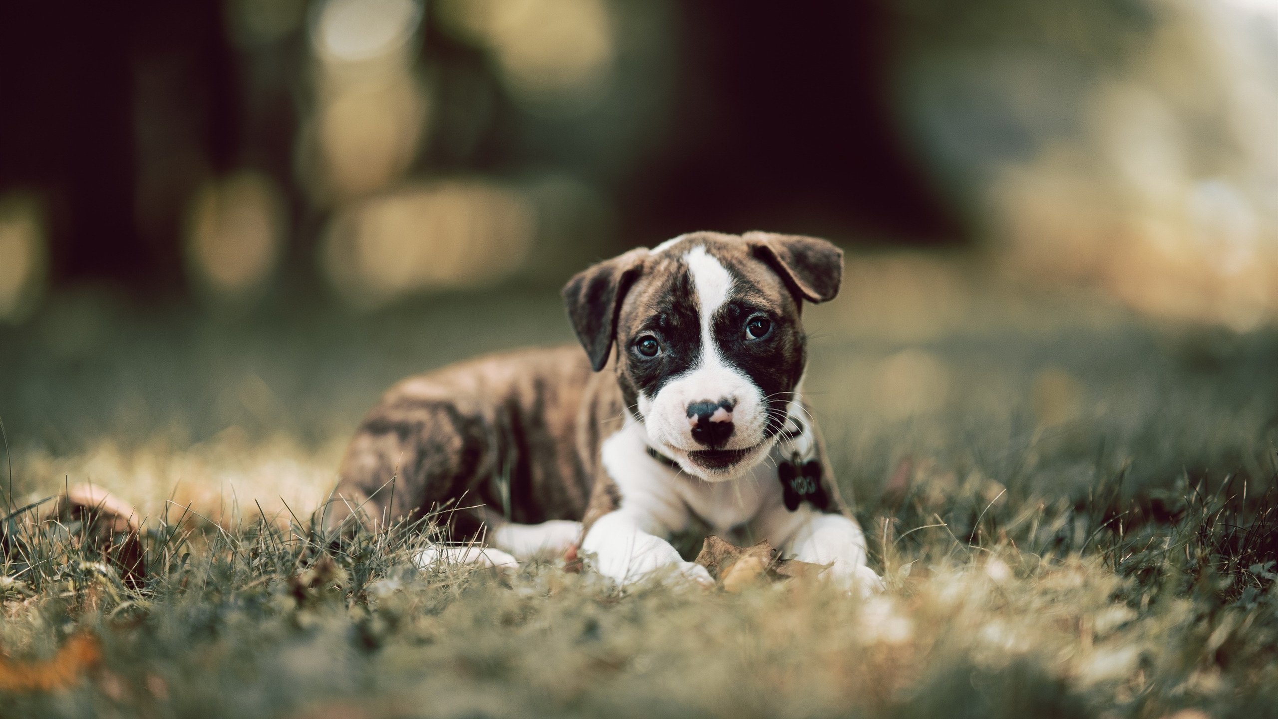 爱游戏官网-四分打完成率联盟第一是谁，英雄联盟四一分推