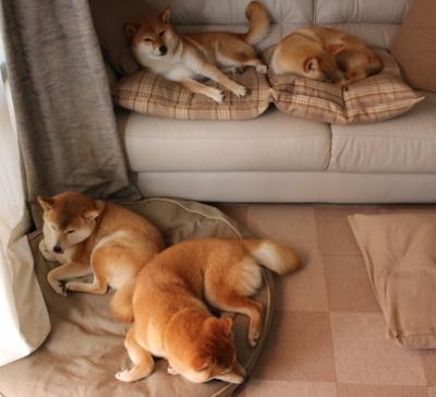 国际乒联混合团体世界杯:罗马尼亚队表现分析与未来发展,罗马尼亚乒乓球混双队员