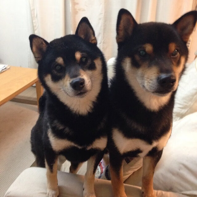 埃及队如何在2024年世界杯中冲击强队，埃及参加世界杯