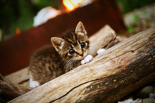 勇士视频分析团队新成员亮相,勇士队剪辑