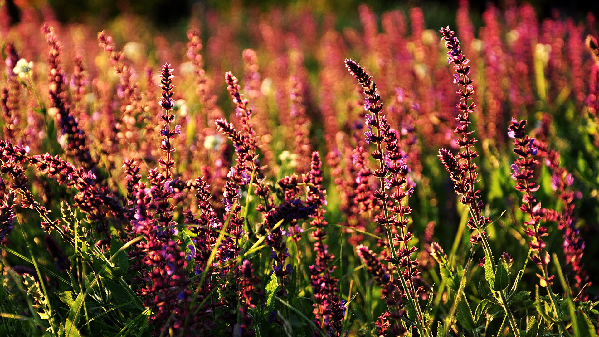 AIYOUXI.COM-法甲新星崛起：竞技场上的未来之光，法甲前瞻