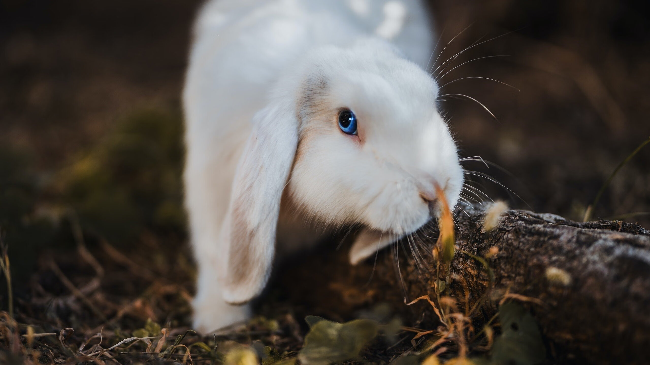 范奥特尔戴克蝶泳赛道演绎青春力量,范戴克视频