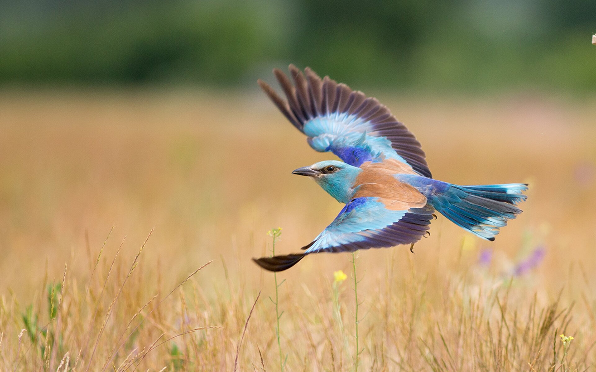 跳水技术提升中立代表队A得分稳定,跳水队规则